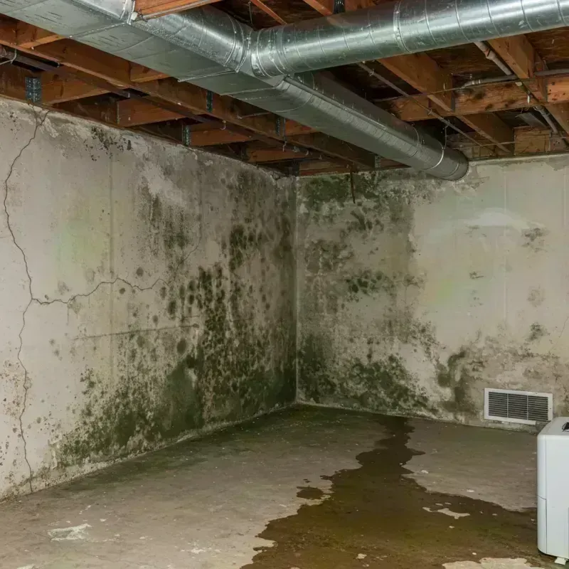 Professional Mold Removal in University City, MO